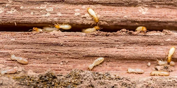 termites